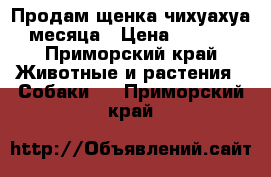 Продам щенка чихуахуа 2 месяца › Цена ­ 15 000 - Приморский край Животные и растения » Собаки   . Приморский край